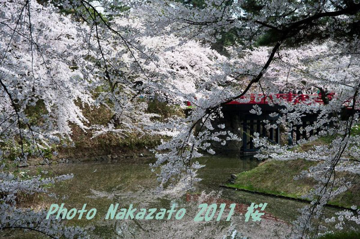 弘前城の桜